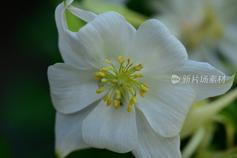 水仙花/耧斗菜花